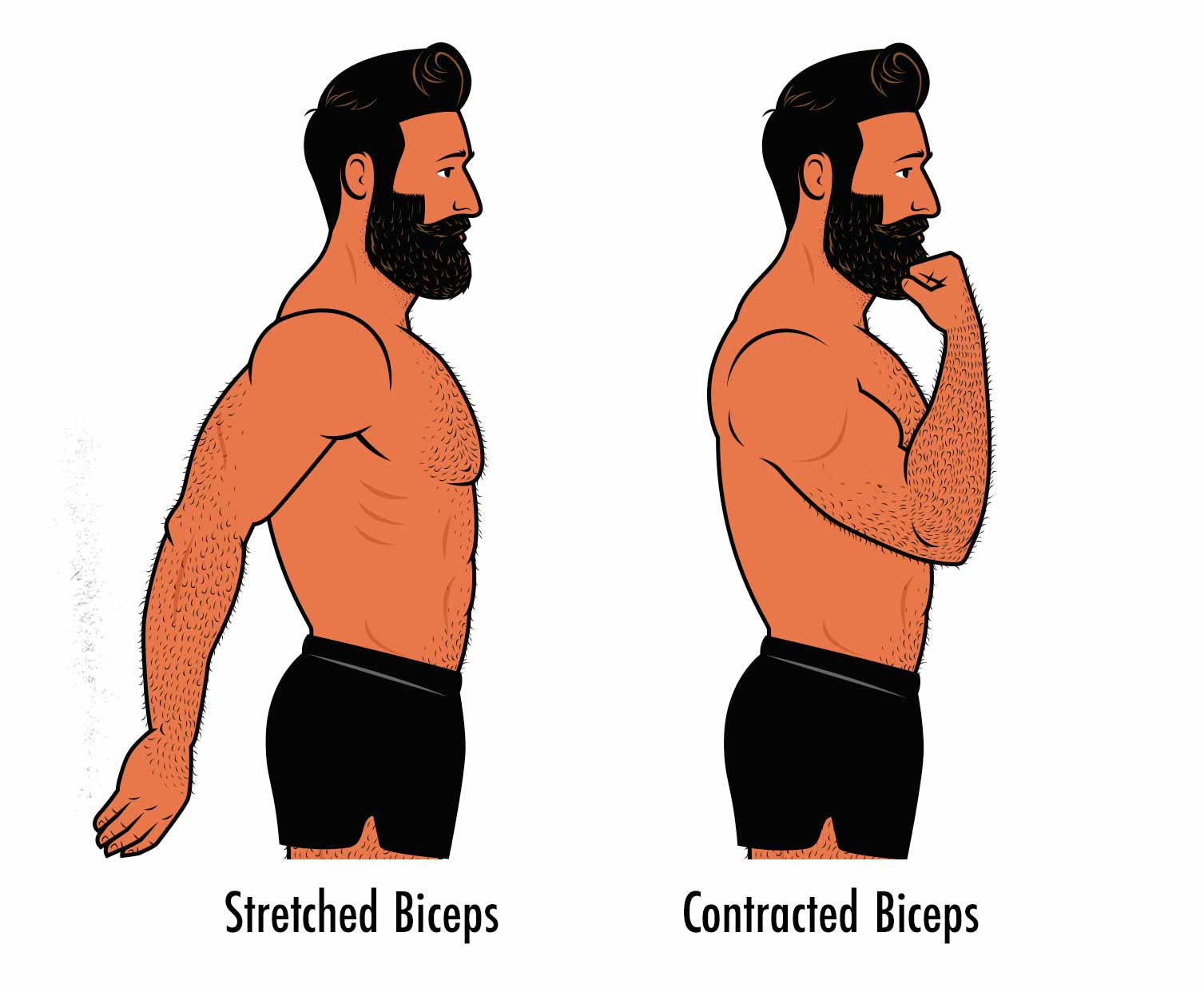 Illustration showing the range of motion of the biceps for bodybuilding.