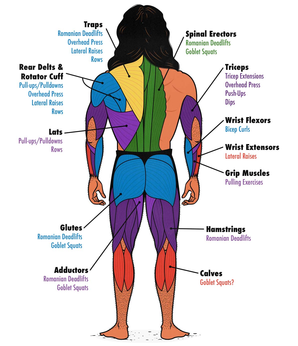 Diagram showing which exercises train which muscles groups. Back view.