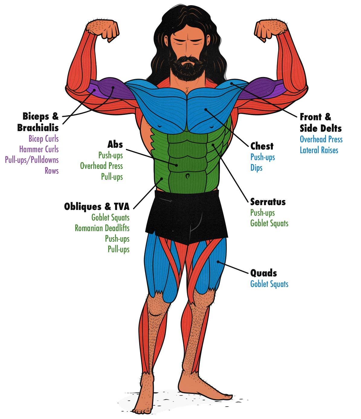 Diagram showing which muscles are worked by which muscle-building exercises.