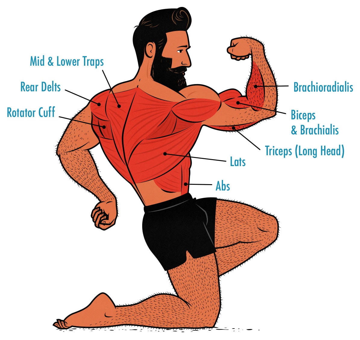 Diagram showing what muscles pull-ups work.