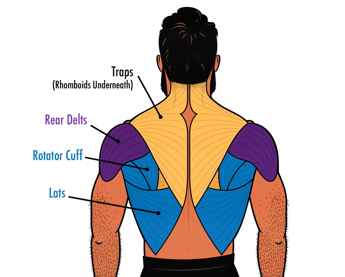 Diagram showing the muscles worked by pull-ups.