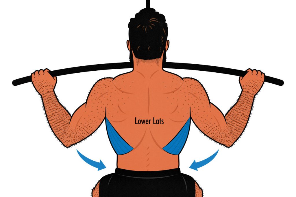 What muscles do pull ups work 