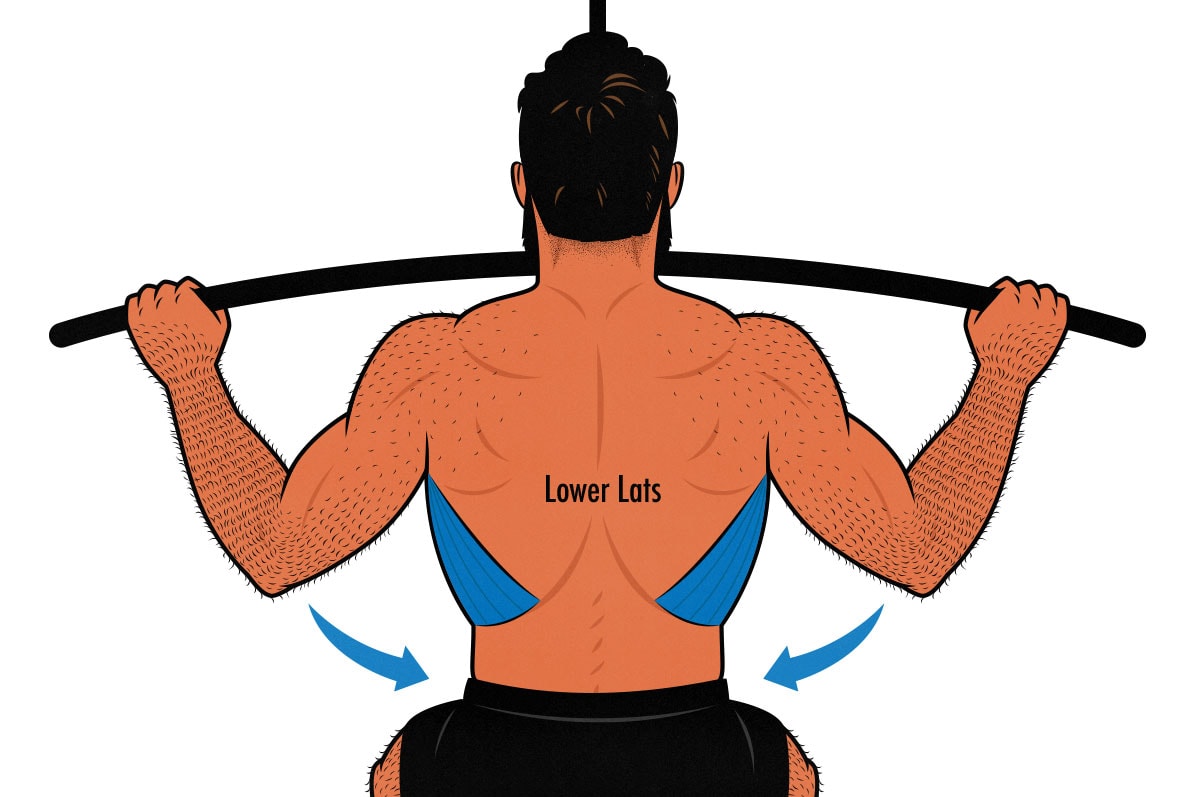 Diagram showing how pull-ups and pulldowns work the lower lat muscles.