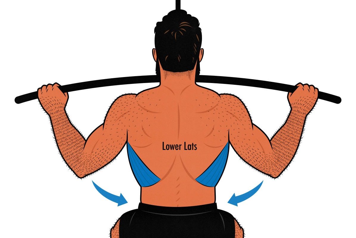 Which muscles do pull-ups work?