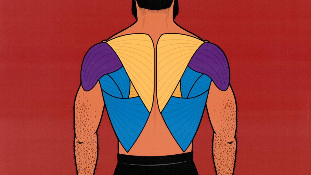 Back Muscles Labeled  Muscle anatomy, Back muscles, Shoulder press