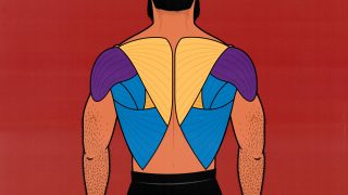 Diagram showing the various back muscles.