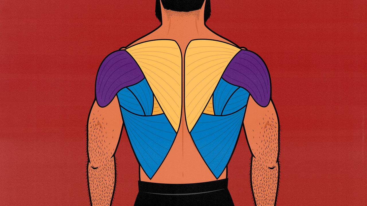 What Muscles Do Pull Ups Work 