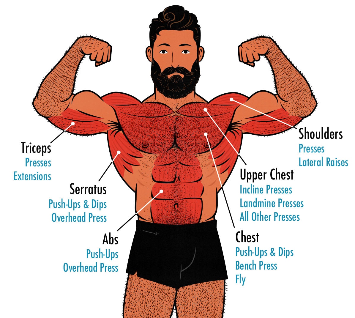 Diagram showing the muscles worked during Push Day workouts.