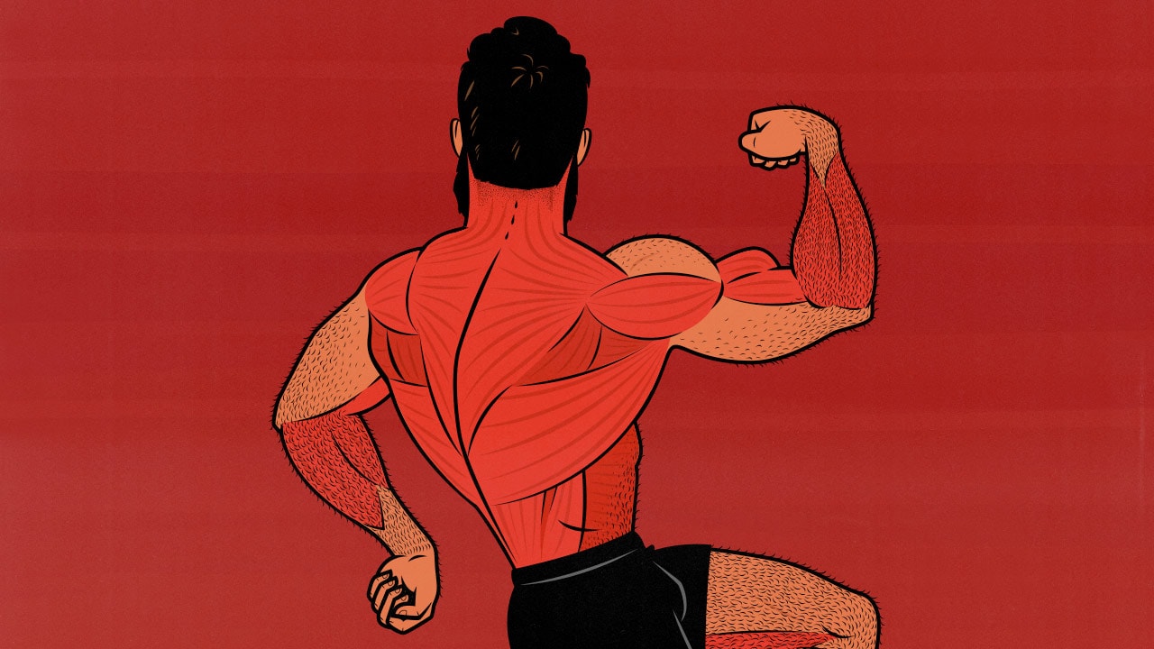 Illustration of the muscles trained by a Pull Day workout.