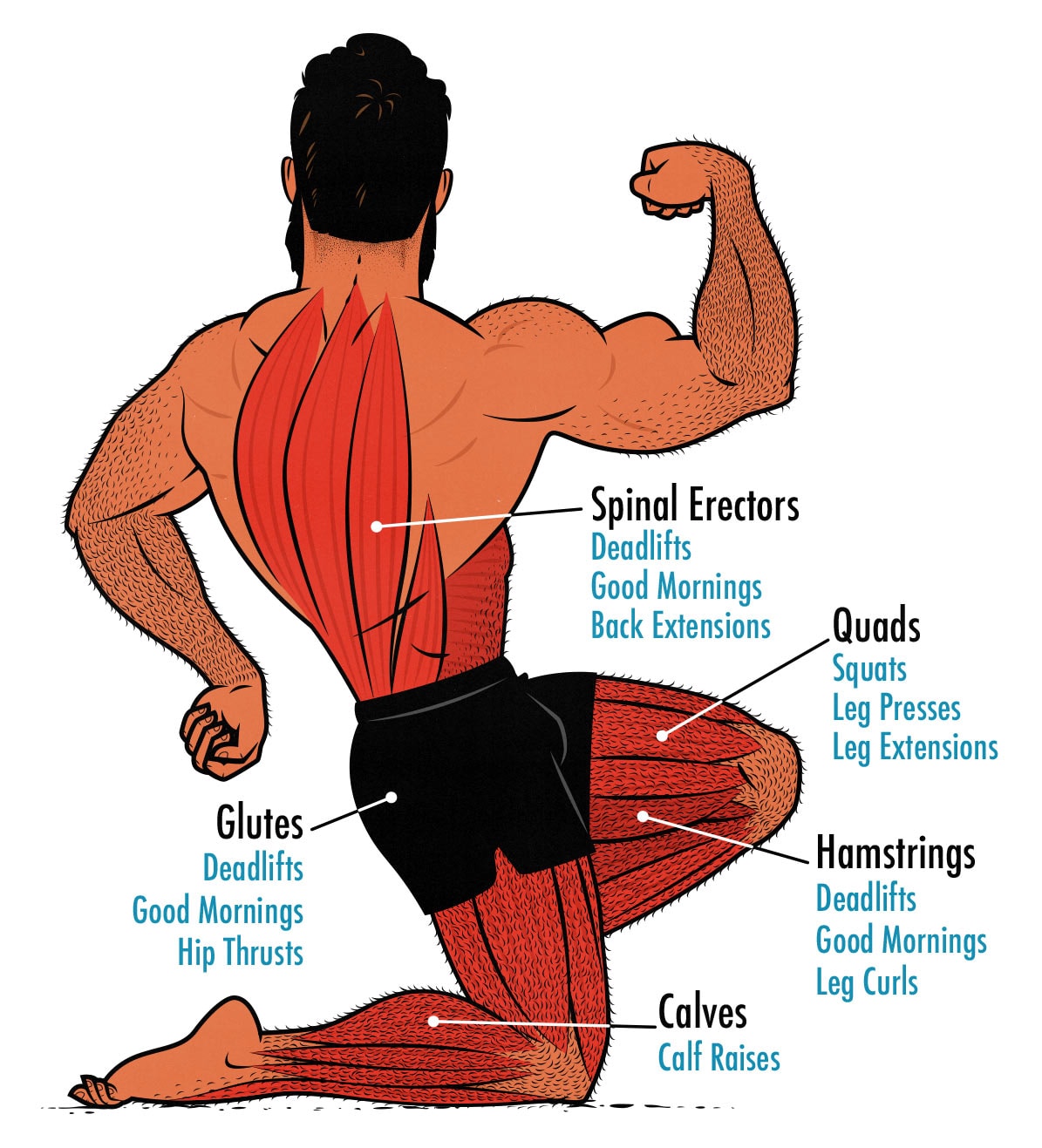 Diagram showing the muscles worked during Leg Day workouts.
