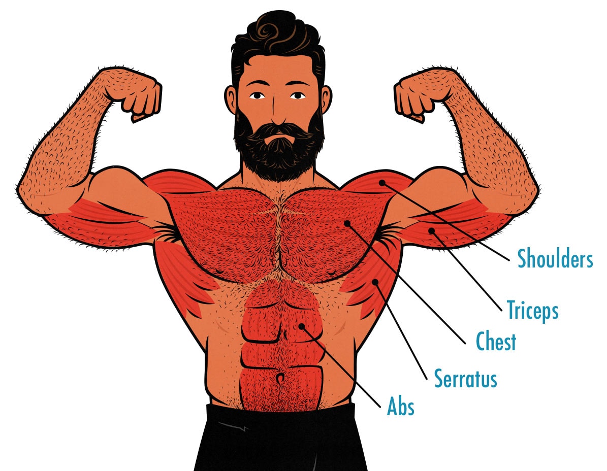 diagram showing the muscles worked by push-ups.