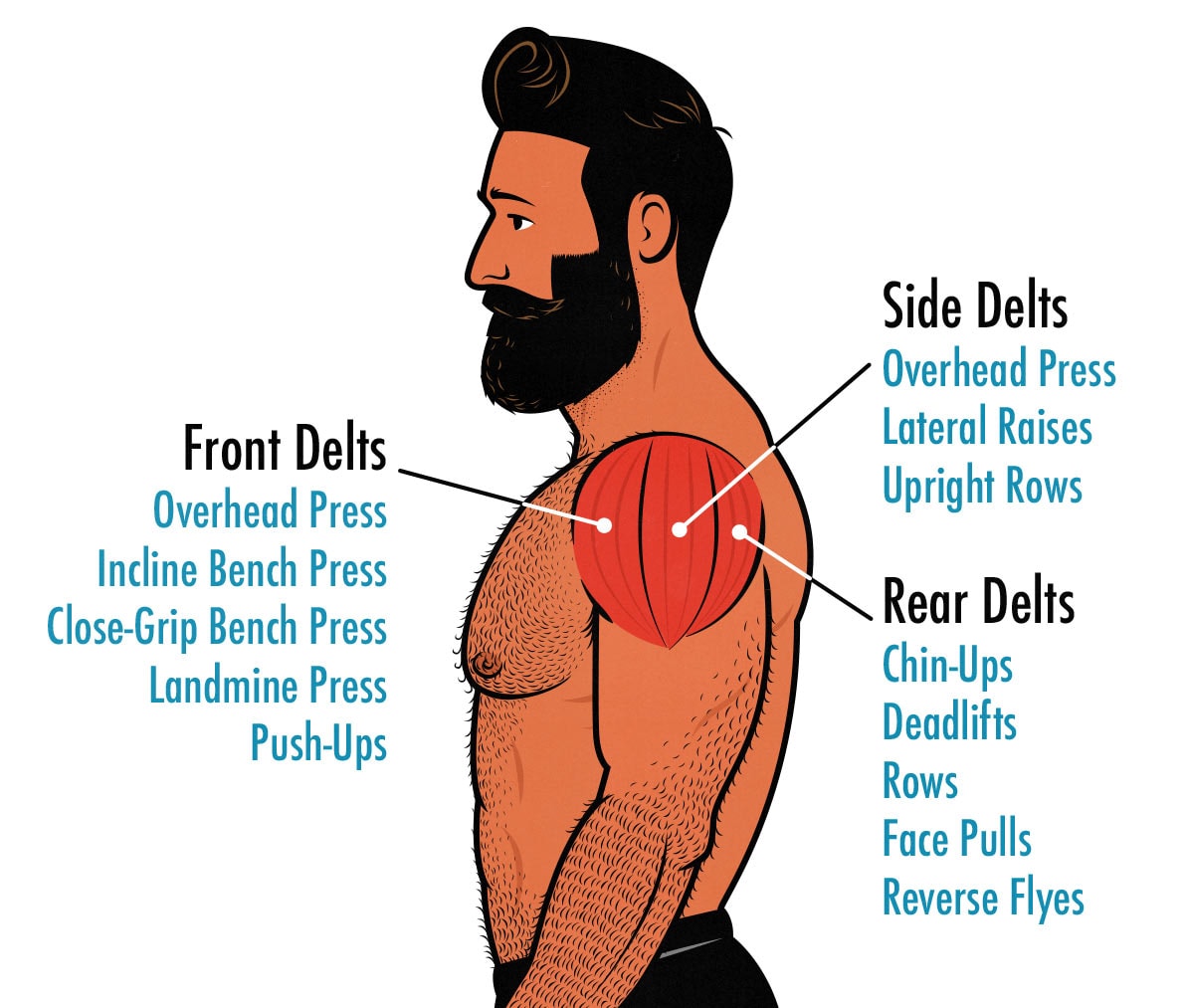 Diagram showing the best shoulder exercises for the front delts, side delts, and rear delts.