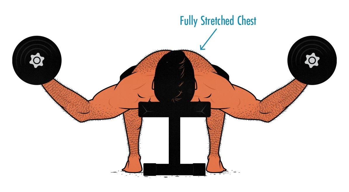 Illustration of a weight lifter doing the dumbbell chest fly as part of his Chest Day workout.