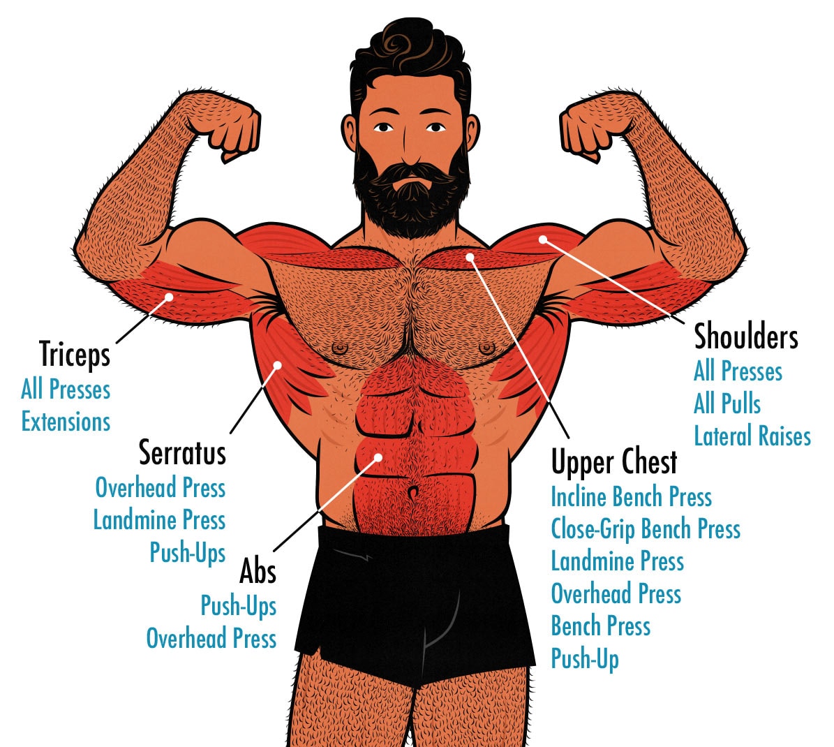 Diagram showing the muscles worked during Shoulder Day workouts.