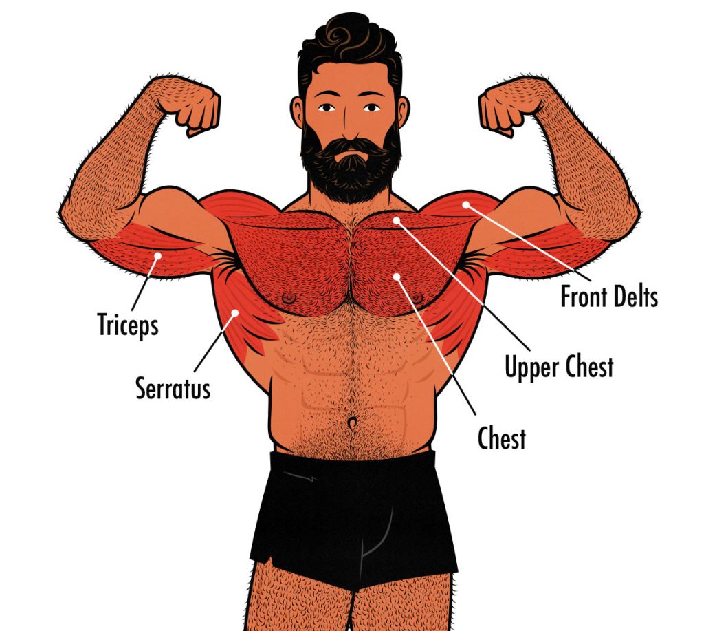 Diagram showing the muscles worked by dips.
