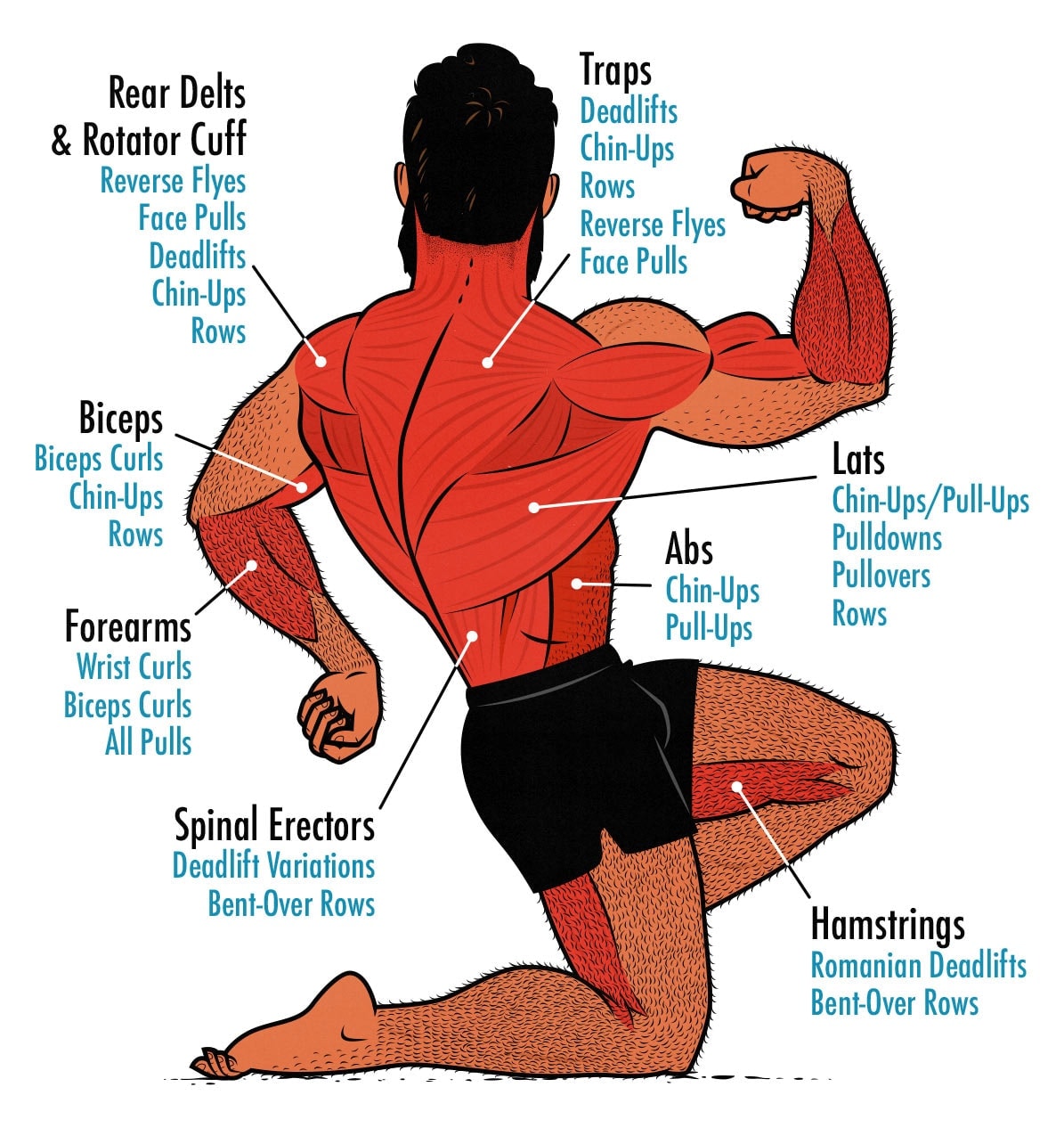 Diagram showing the muscles worked during a Back Day workout routine.