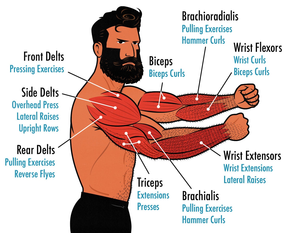 Diagram showing which Arm Day exercises work different arm muscles.