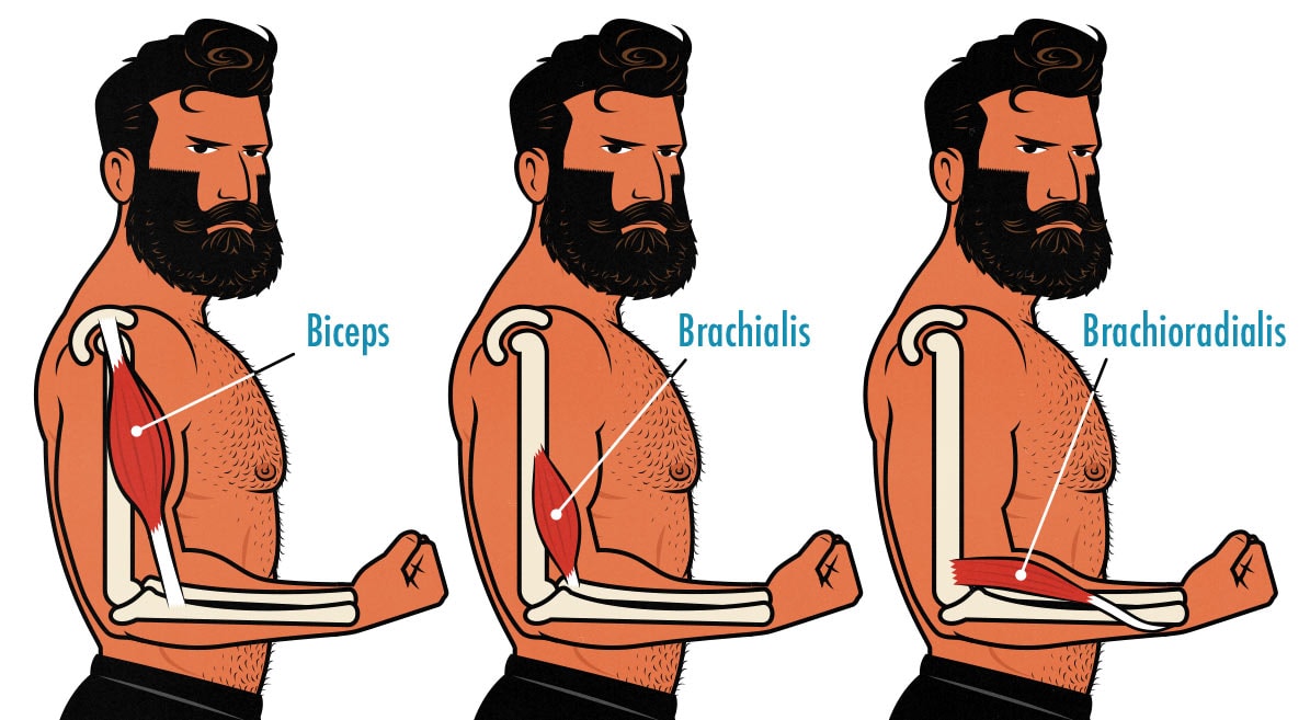 Illustration showing the biceps, brachialis, and brachioradialis muscles.