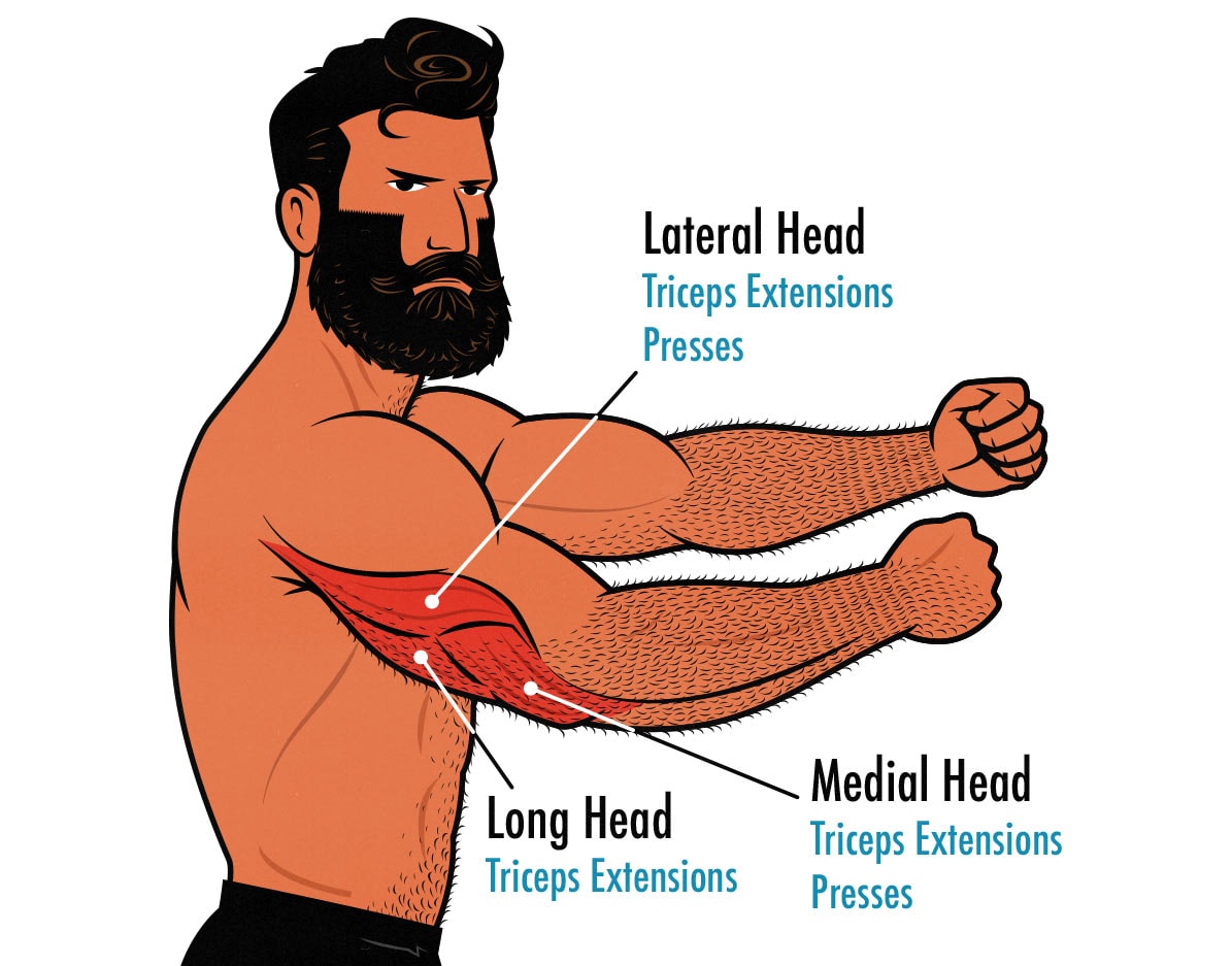 Illustration showing which exercises work which triceps heads.