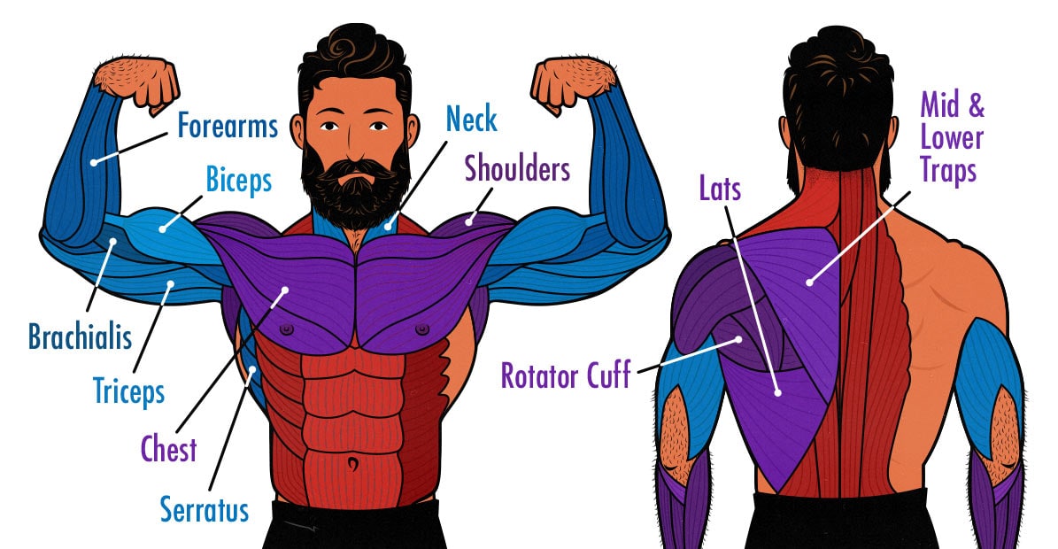 Illustration showing which muscles are worked during an upper-body workout.