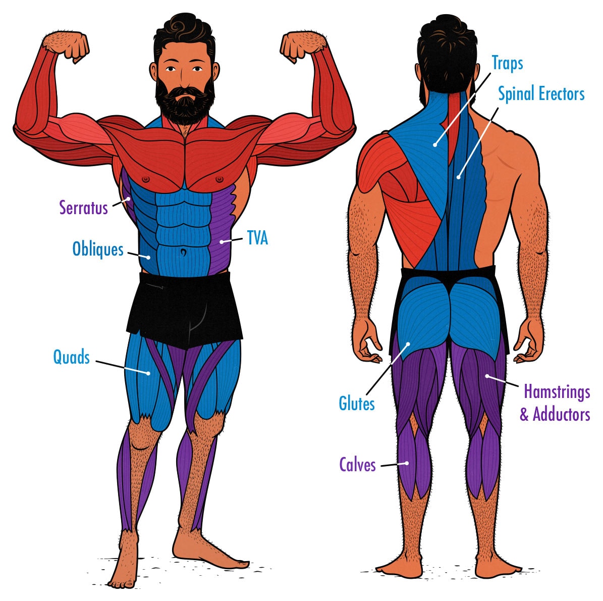 Diagram showing the muscles worked during a lower-body workout.