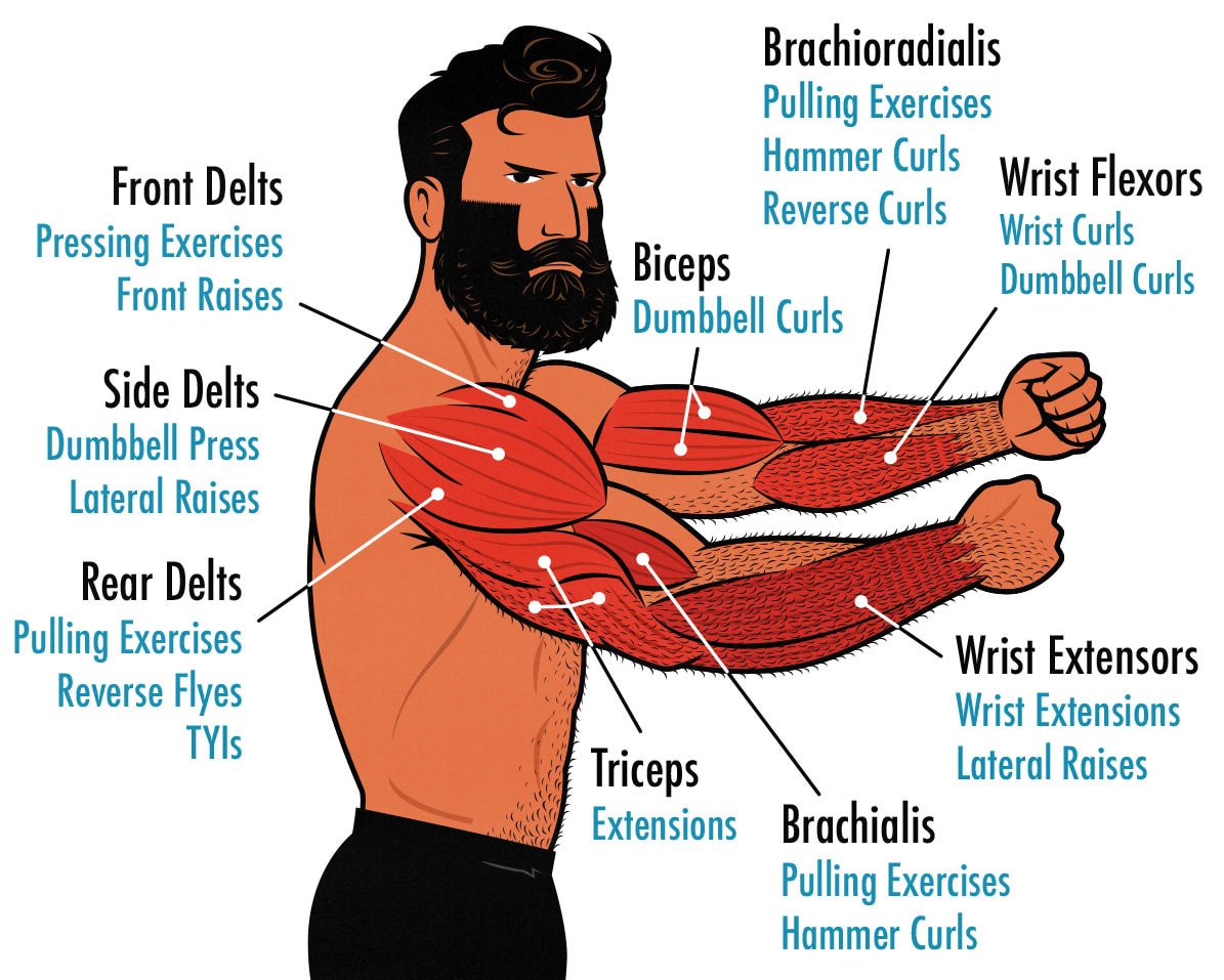 Diagram showing the best dumbbell exercises for the biceps, triceps, shoulders, and forearms.
