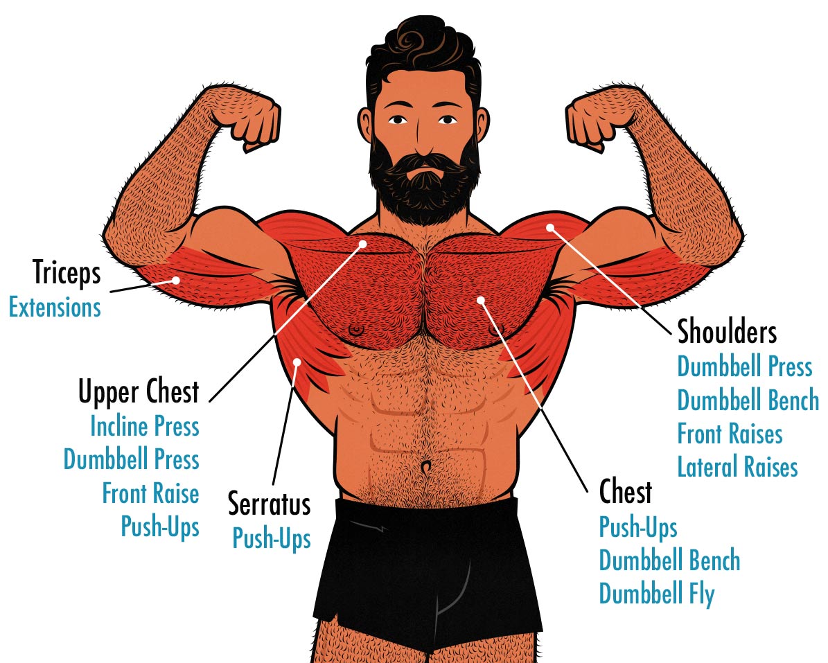 Diagram showing which dumbbell exercises target the upper and lower chest muscles (pecs).