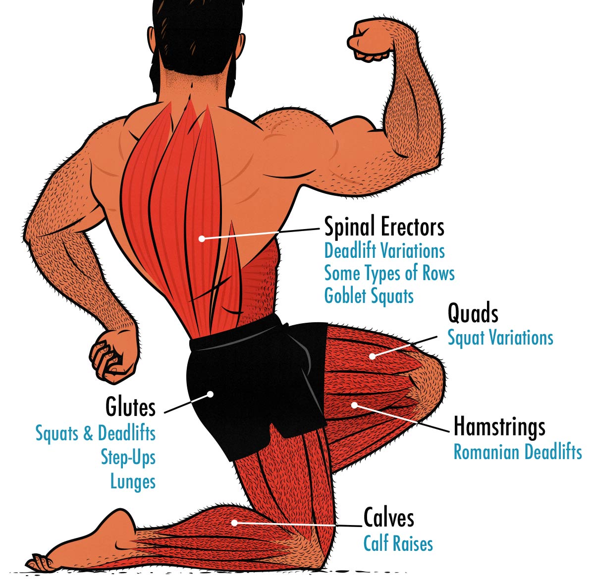 Diagram showing the best dumbbell exercises for each leg muscle: the hips, hamstrings, quads, and calves.