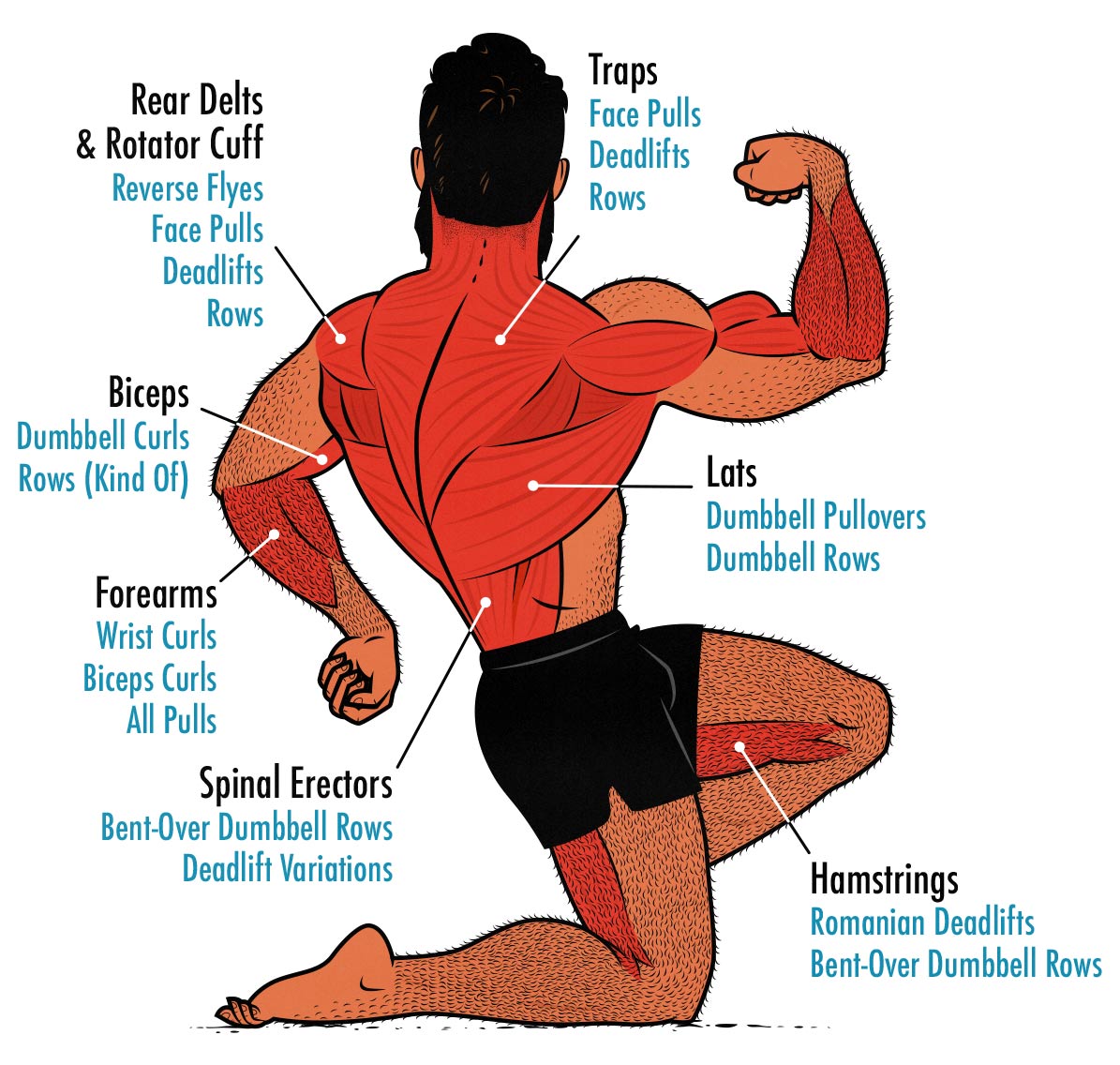 Diagram showing which back muscles are worked by which back exercises.