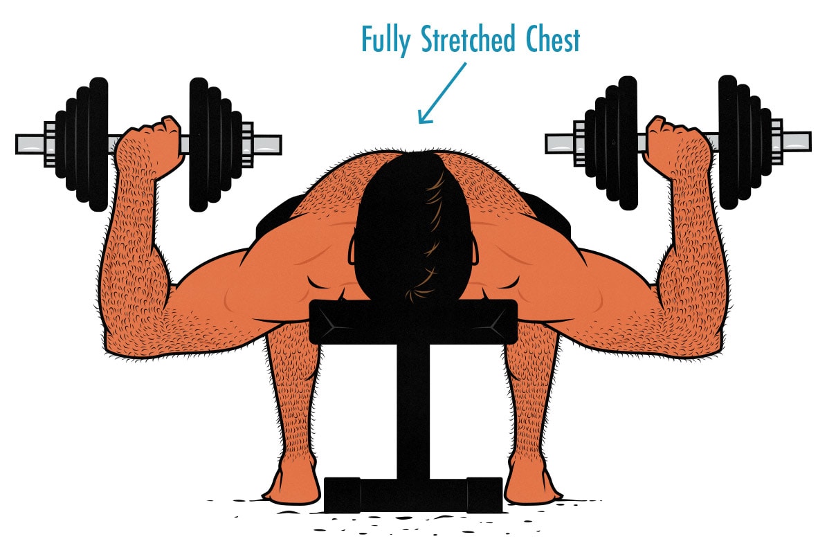 Diagram showing how the dumbbell bench press trains the chest through a deep range of motion.