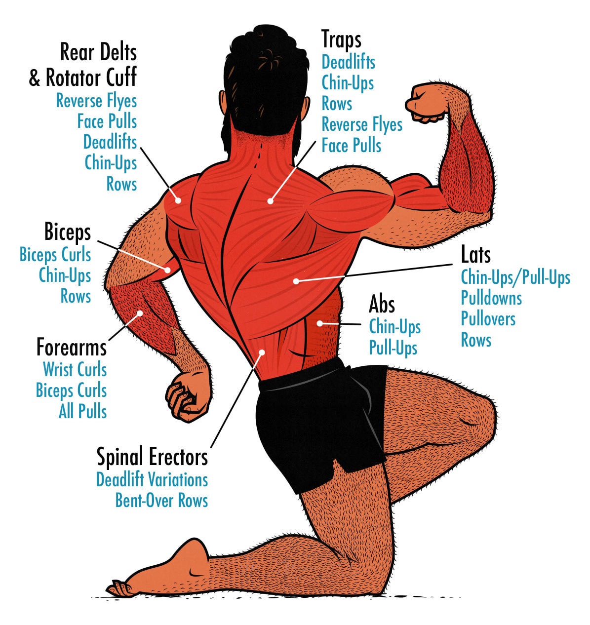 Diagram showing which muscles are worked during a Pull Day workout.
