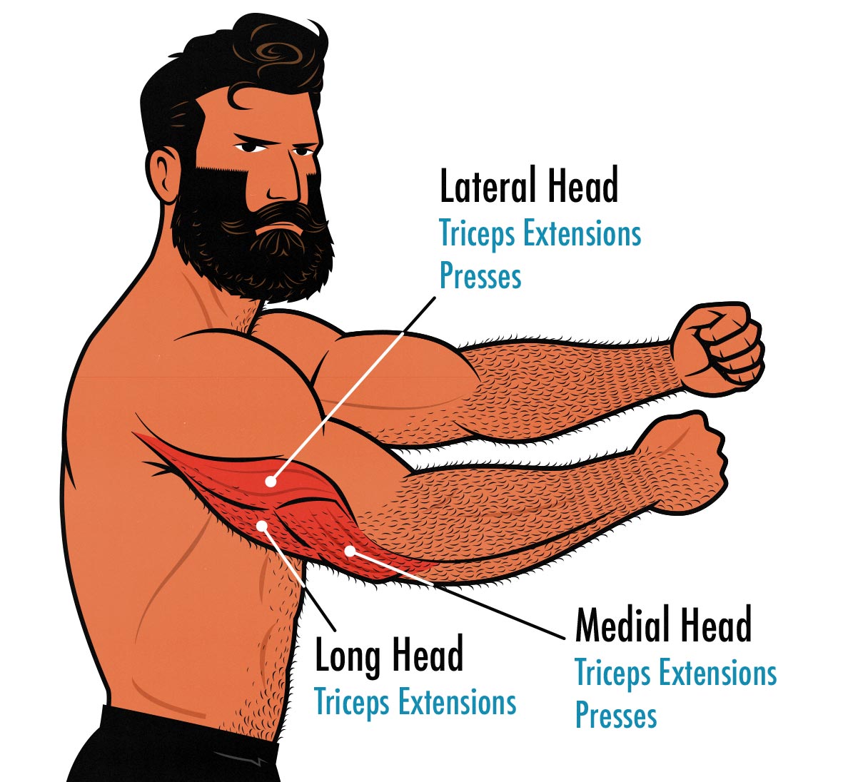 Diagram showing the long head, medial head, and lateral heads of the triceps along with the best exercises for stimulating them.