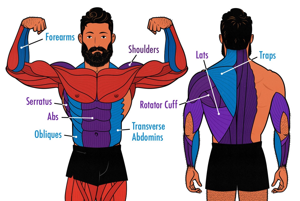 Diagram illustration showing the muscles worked by the farmer carry exercise.