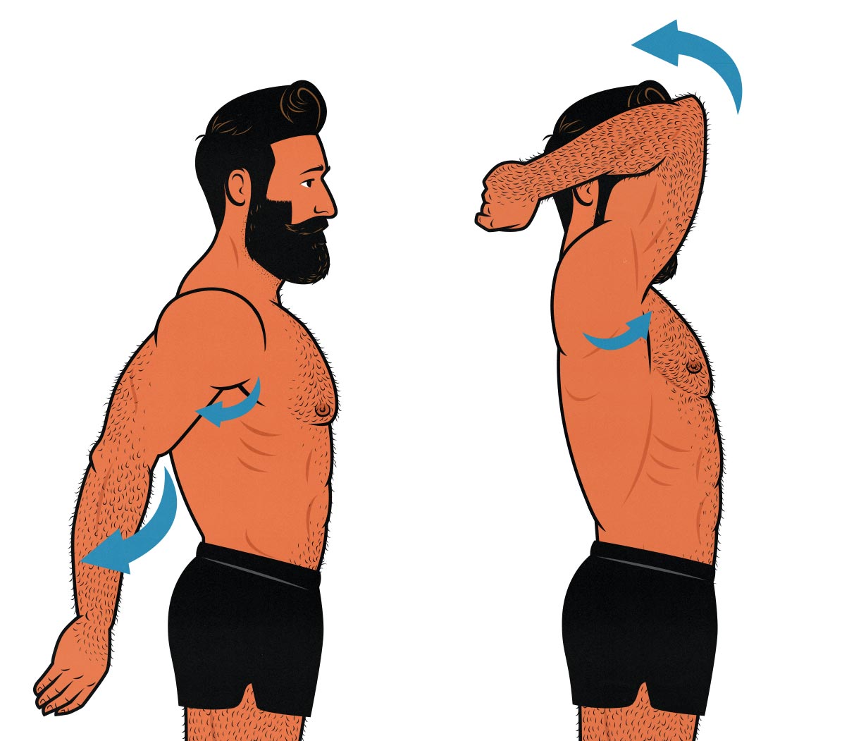 Diagram showing how the triceps muscles move.