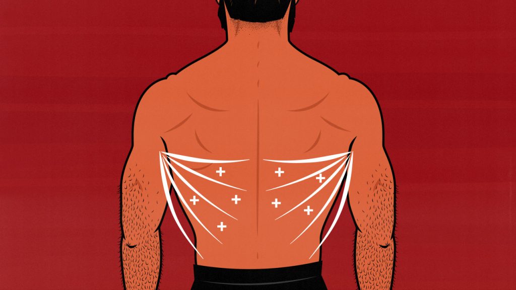 Illustration of a bodybuilder building bigger back muscles with dumbbell lat exercises.