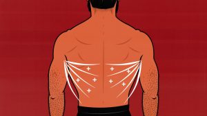 Illustration of a bodybuilder building bigger back muscles with dumbbell lat exercises.