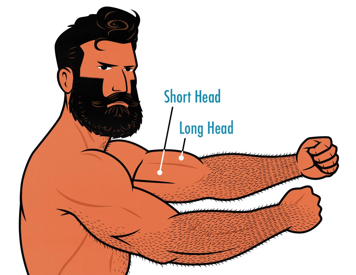 Diagram showing the biceps short head and long head of a bodybuilder.