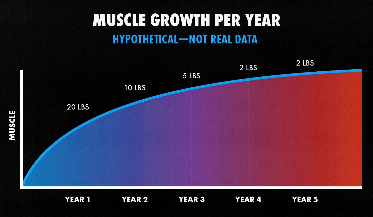 Graph showing how much muscle the average natural man can expect to gain in his first year of lifting weights.