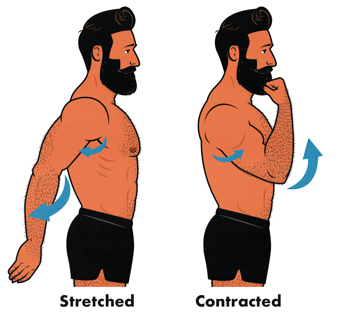 Illustrated diagram showing the long head of the biceps at long and short muscle lengths.