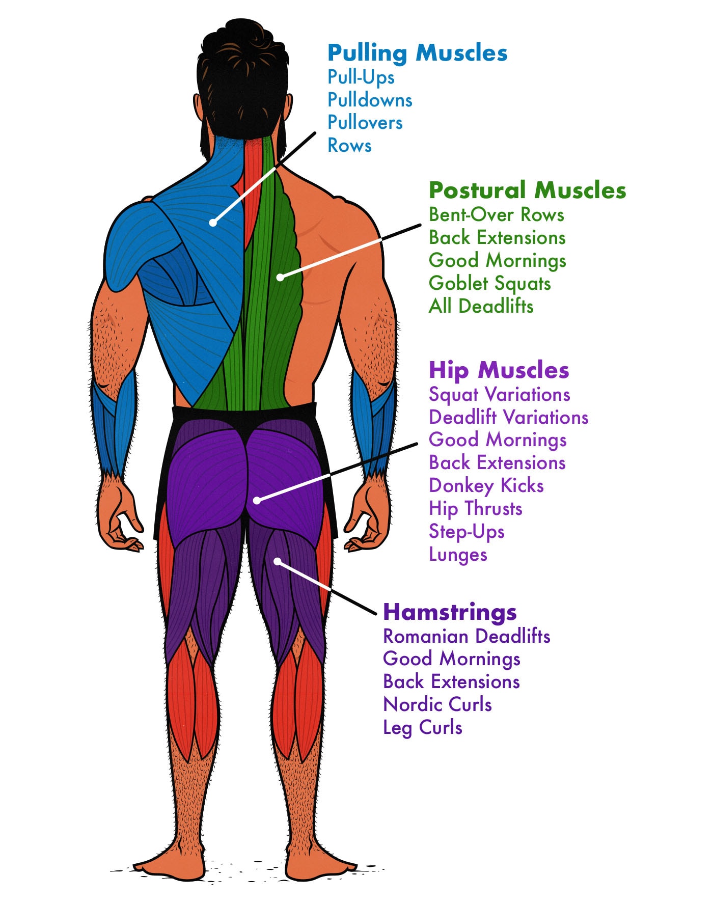 Diagram showing which muscles deadlifts work and how to train those muscle with other exercises.