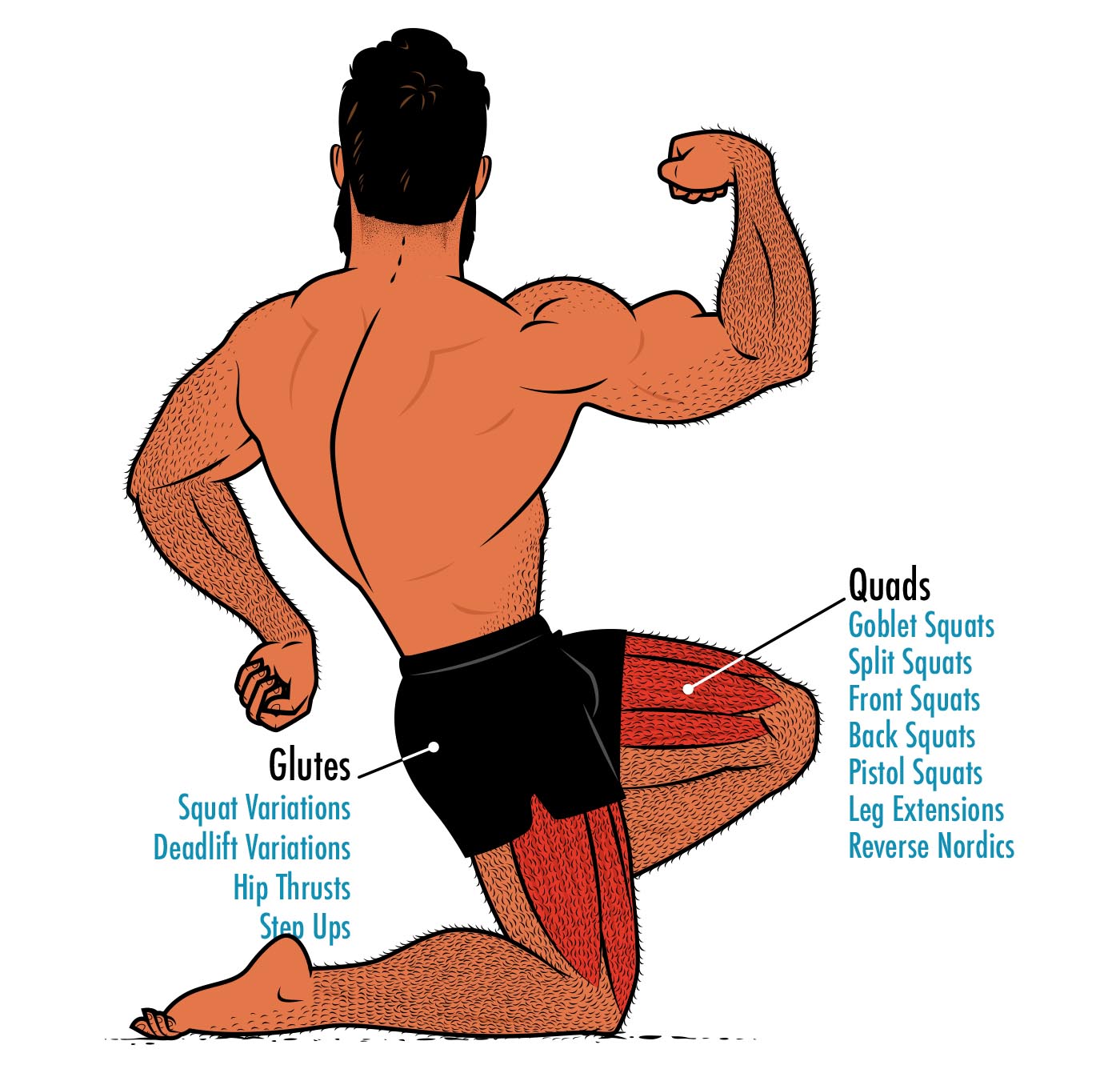 Diagram showing how to train the muscles worked by the leg press.