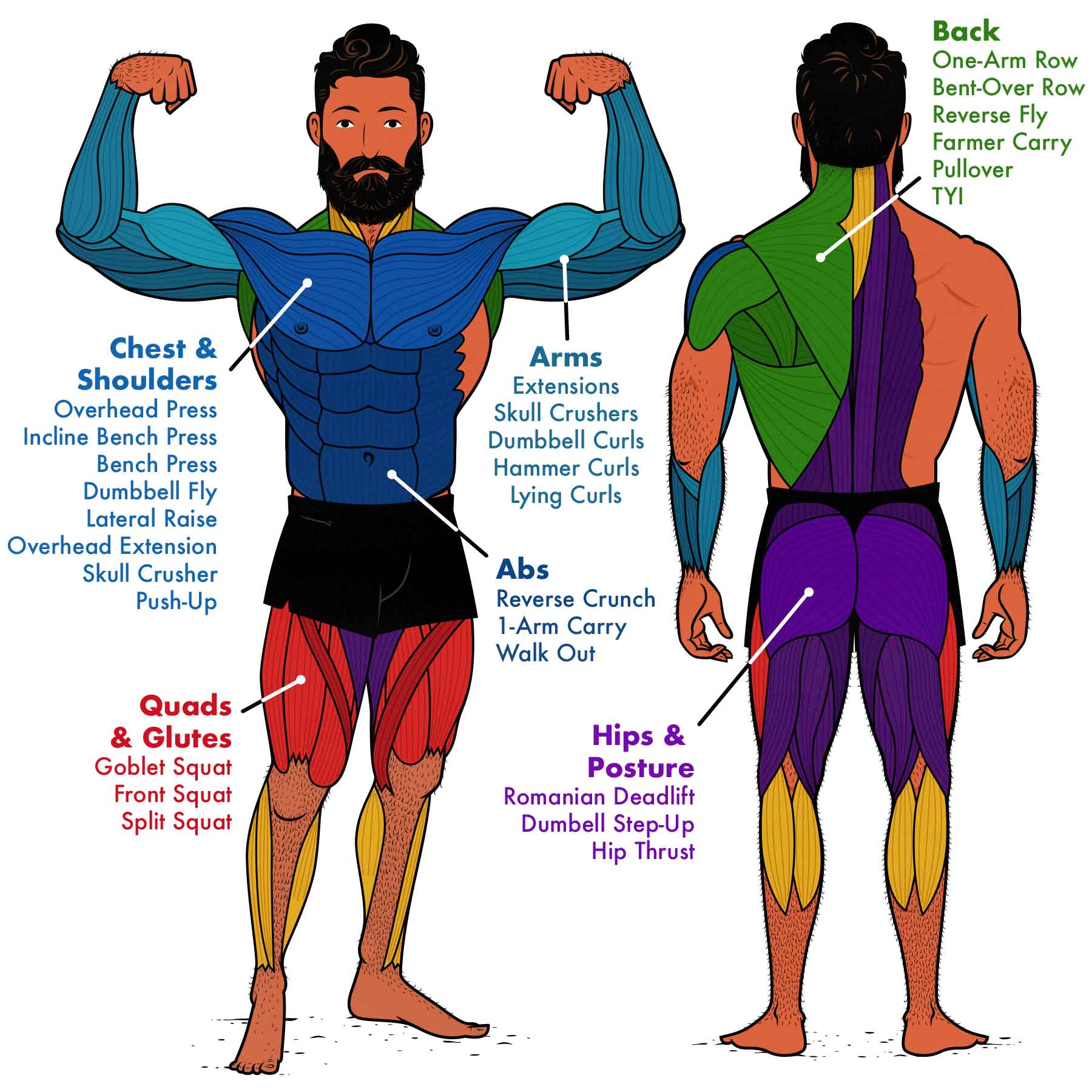 An illustrated diagram showing the best dumbbell exercises for each muscle group.