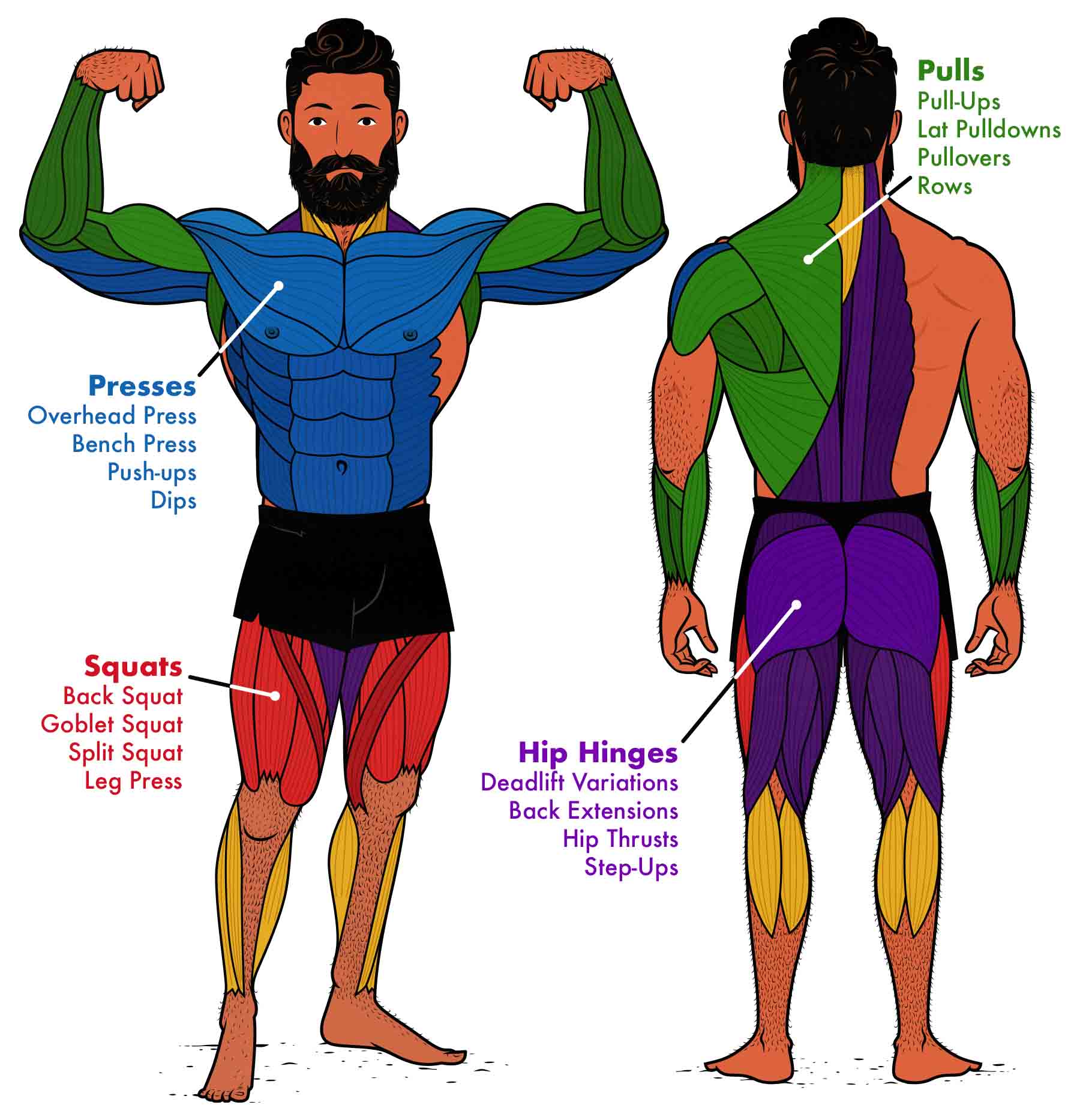 Diagram showing which exercises are best for all of the muscles in your body.