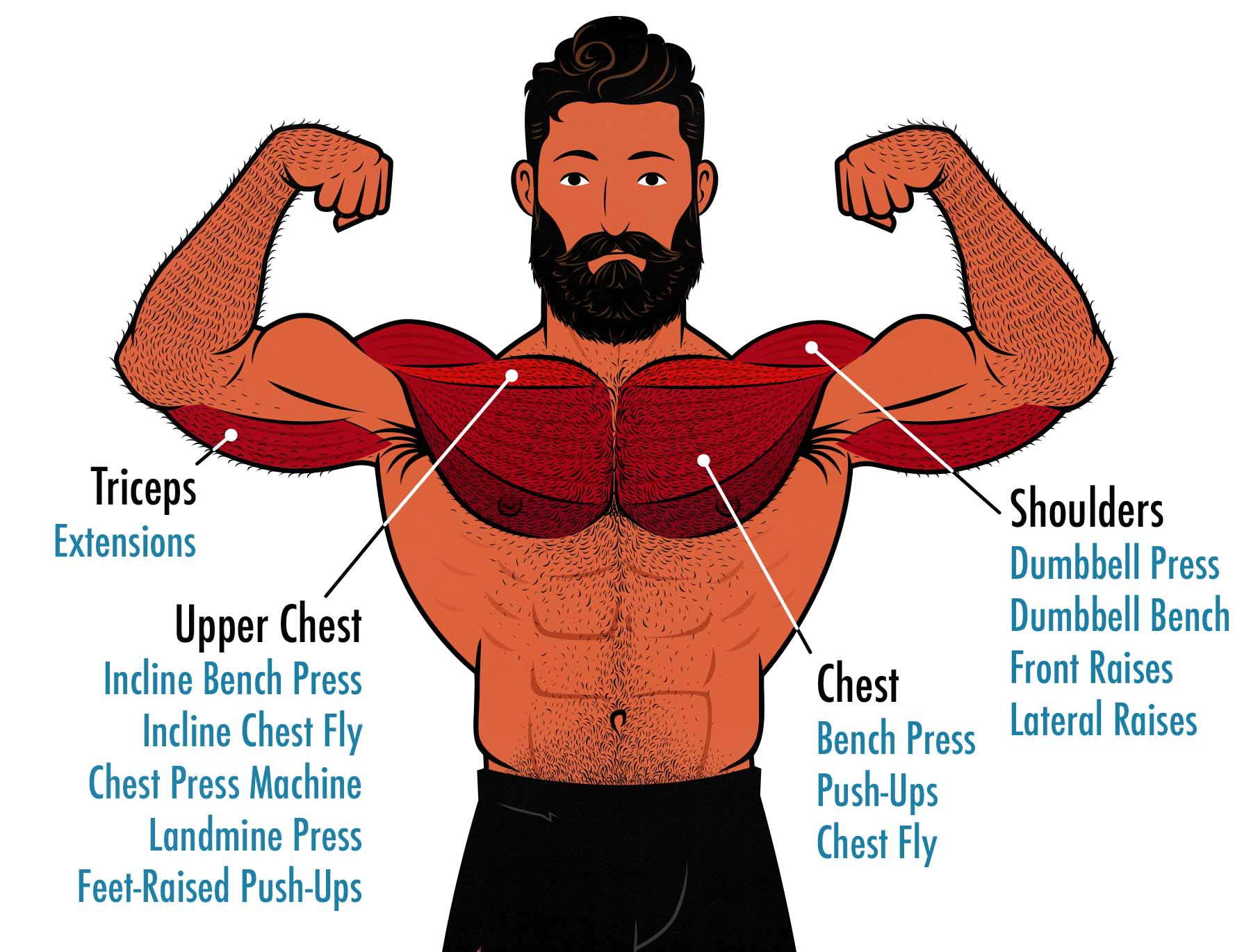 Illustrated diagram showing the best dumbbell, barbell, and machine exercises for the upper chest.