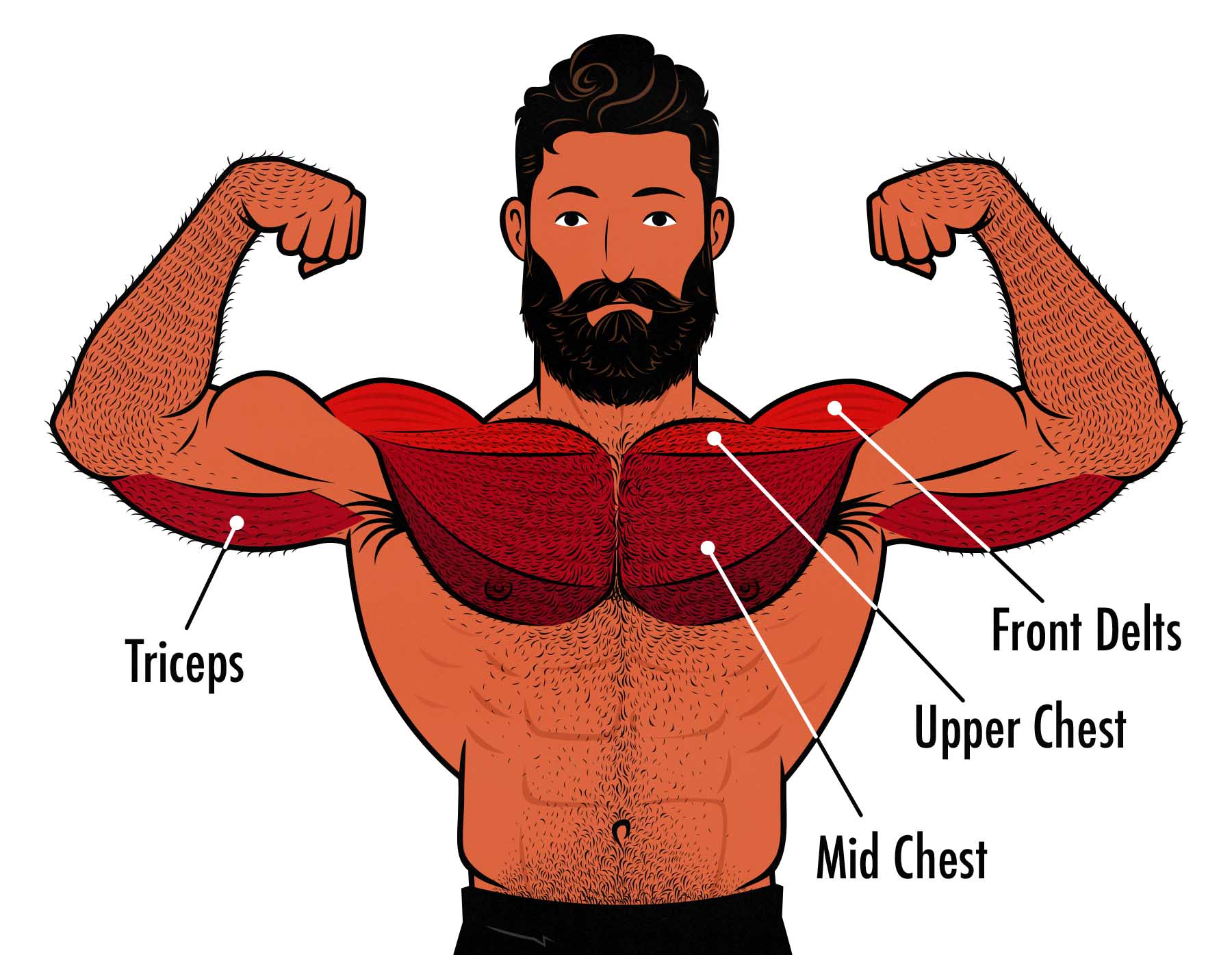 Diagram showing the muscles worked by the incline bench press.