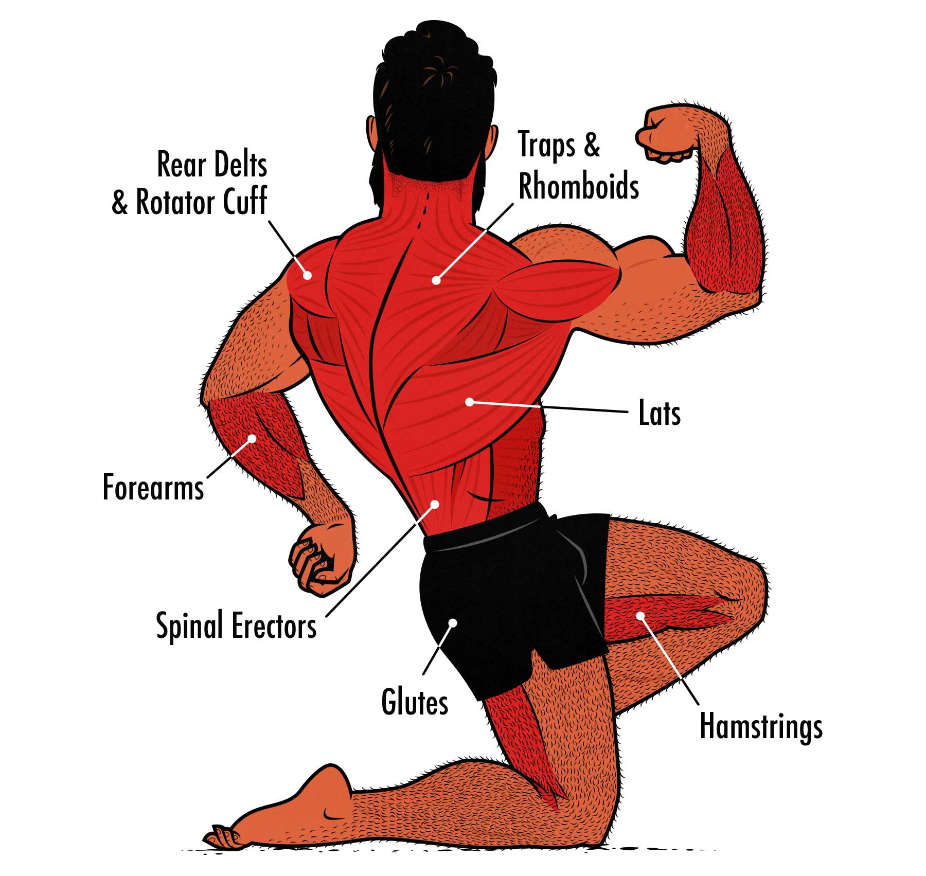 Illustrated diagram showing the muscles worked by RDLs versus conventional deadlifts.